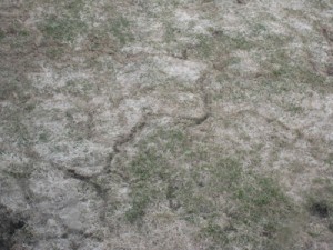Vole runways in a lawn after spring thaw