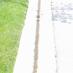 Leatherjackets washed out of a lawn by heavy rain