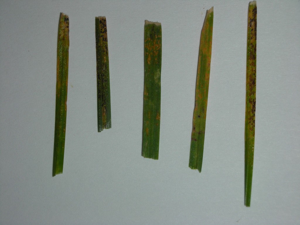 A closer view of grass blades showing rust pustules