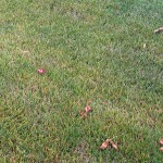 A lawn infected with rust fungus