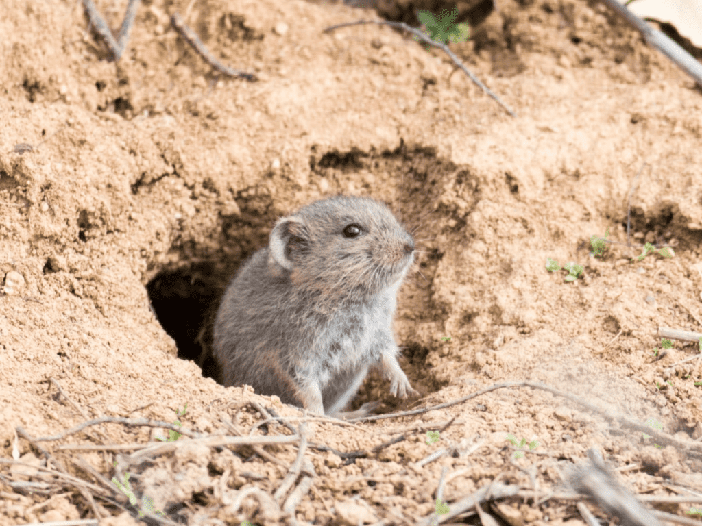 What Are Voles And Why They Wreck Lawns Get A Health Lawn LawnSavers
