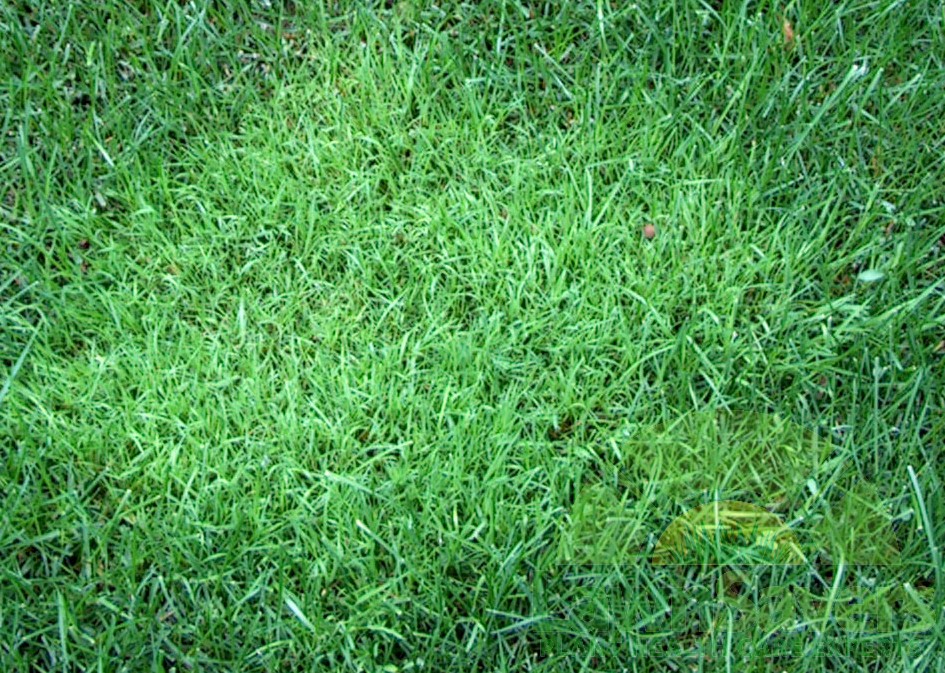 Bentgrass plus drought plus heat, means dead patches on lawns - LawnSavers