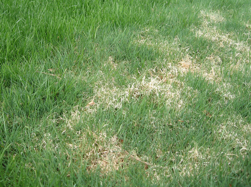 Bentgrass plus drought plus heat, means dead patches on lawns - LawnSavers