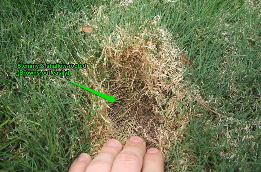 bentgrass poa annua 006 with writing