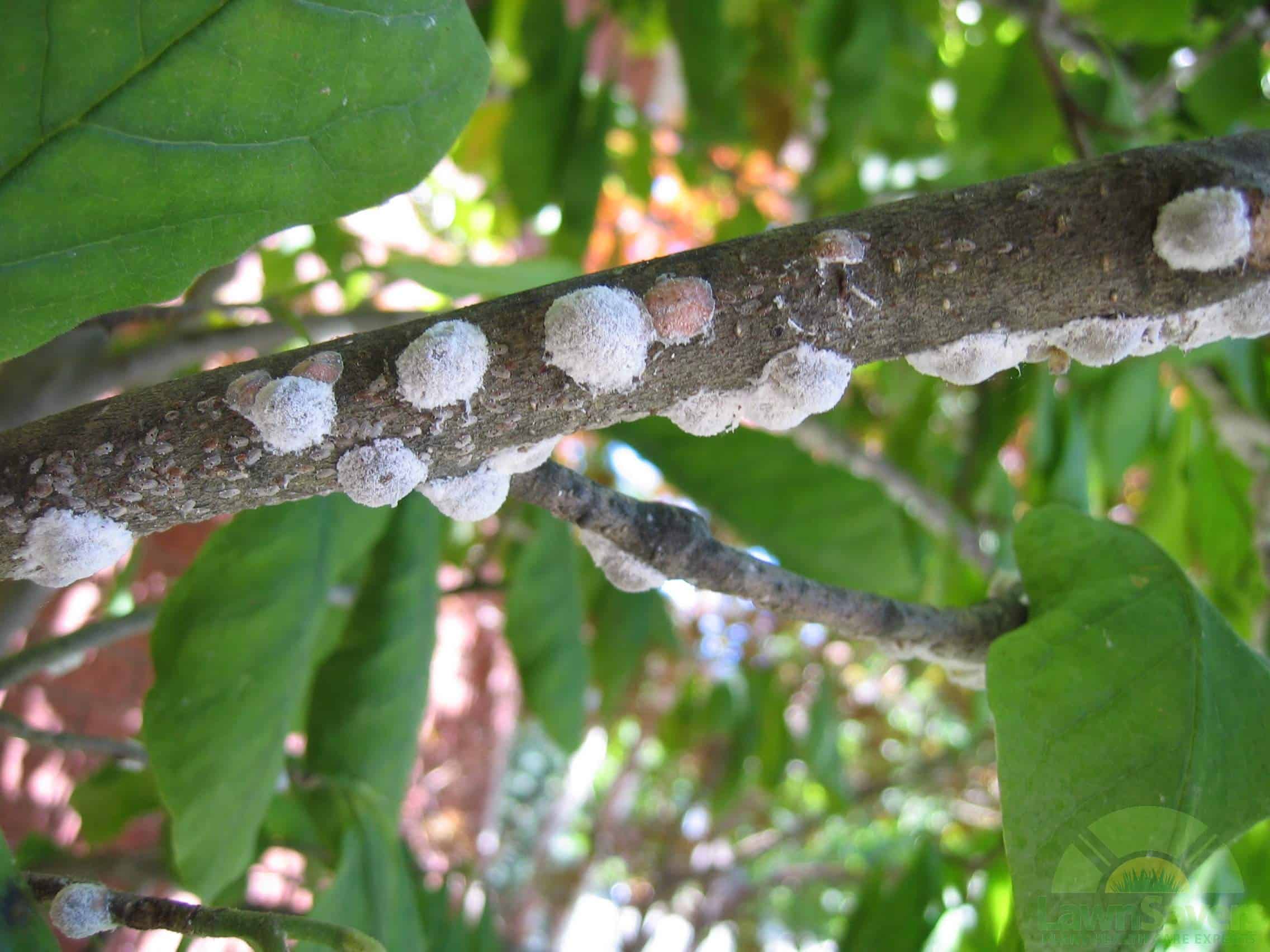 Magnolia Tree White Fungus On Branches