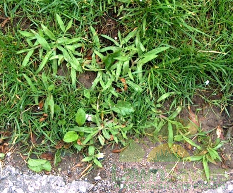 Crabgrass invasion - LawnSavers