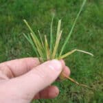 Lawn Rust fungal disease on grass blades