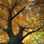Fall is coming LawnSavers Fall is the perfect time for Tree Deep Root Feeding and a Head-start on Lawn Care