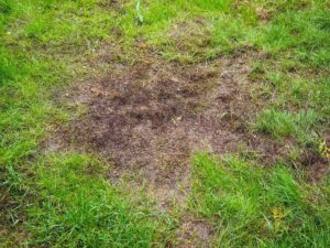 lawnsavers images heat stressed drought lawn