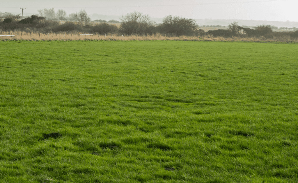 Does Rolling Your Lawn Really Work? Guide How To Fix A Bumpy Lawn