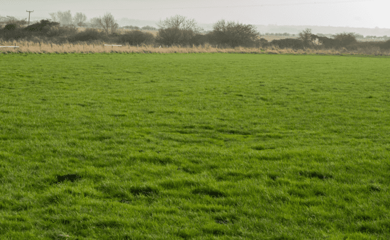 Does Rolling Your Lawn Really Work? | How To Fix A Bumpy Lawn