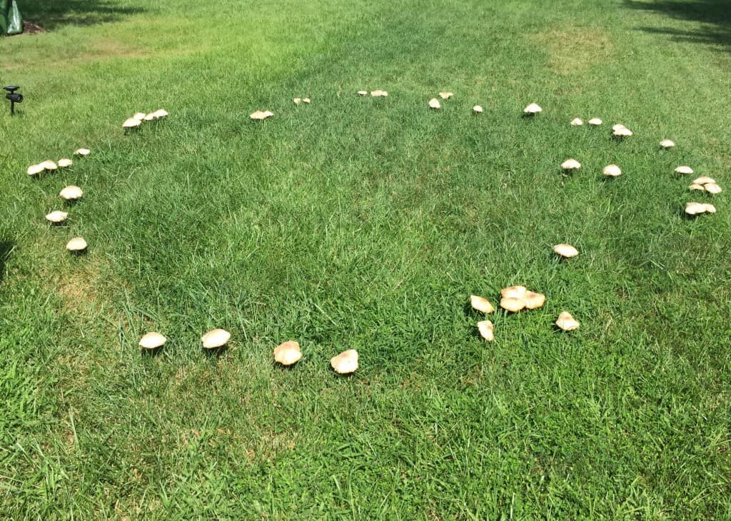 mushroom fairy ring lawnsavers ontario 