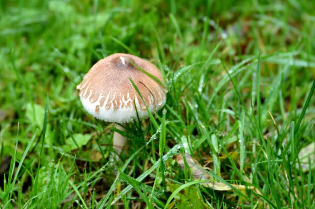 mushrooms on your lawn lawnsavers ontario
