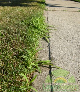 Crabgrass weed along driveway curb