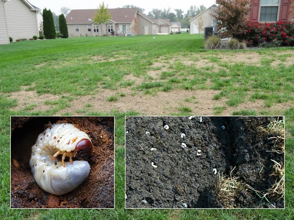 White Grubs in Your Lawn? How to Repair Lawn Damage From Grubs | LawnSavers