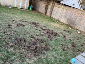 Lawn torn up due to skunks/raccoons digging holes