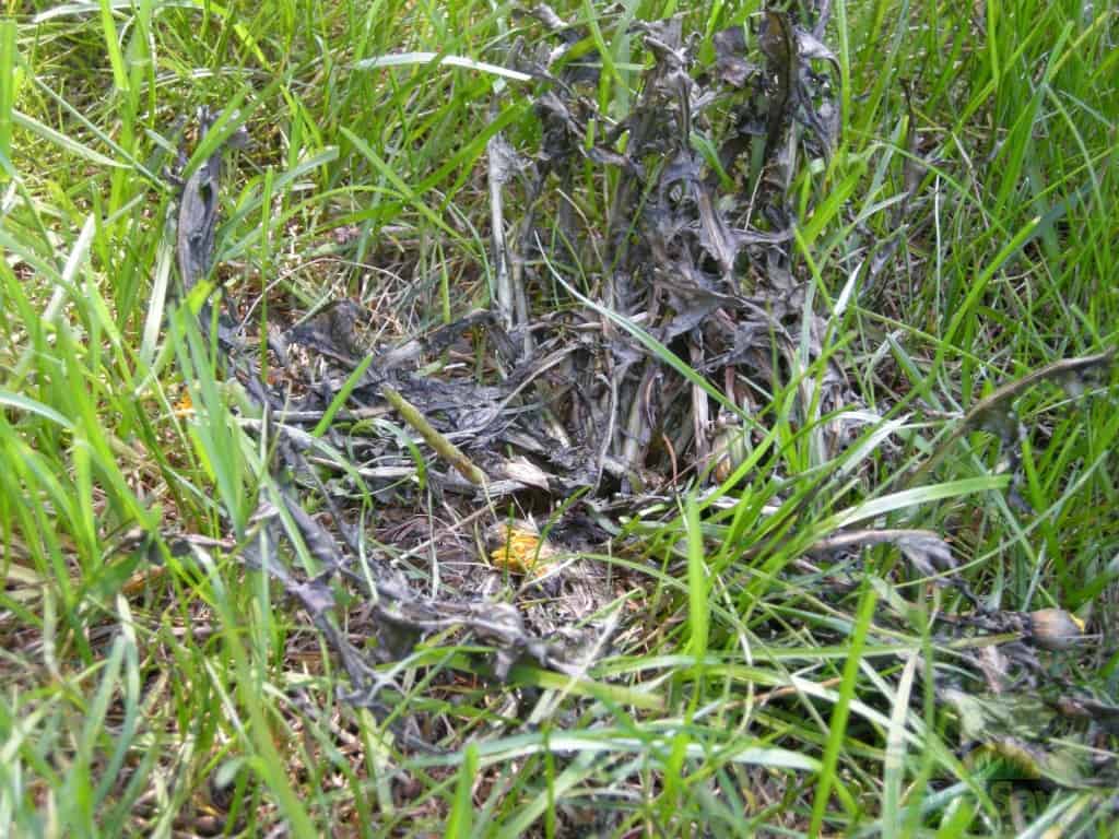 Fiesta® Weed Control Toronto Before & After Photos SameDay Mineral