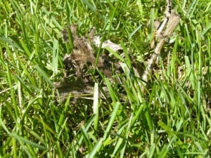 Thistle plant dying after weed killer applied