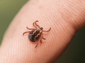 Tick Control
