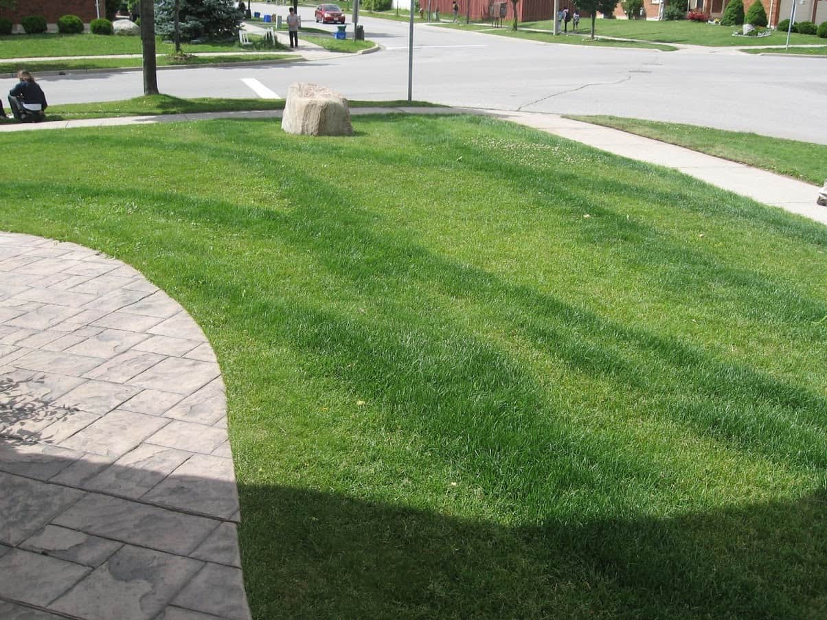 When to best sale cut your lawn