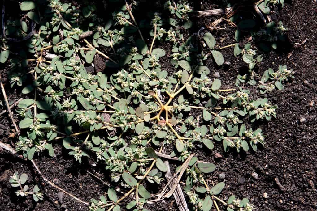 Spurge Euphorbia Maculata
