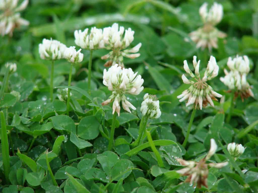 White Clover