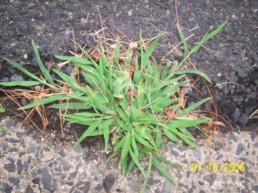 Crabgrass
