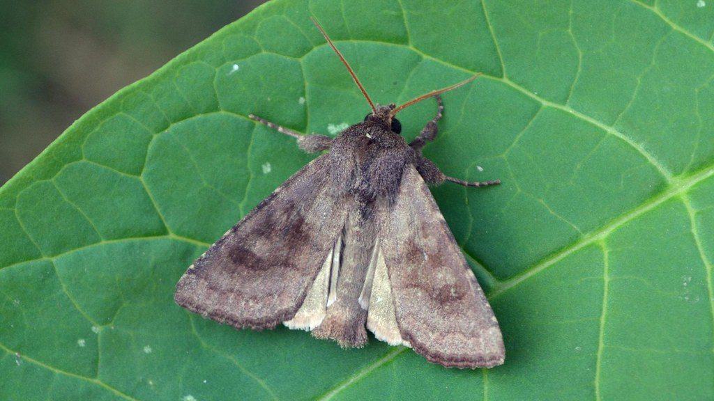 download cut worm moths download cut worm moths