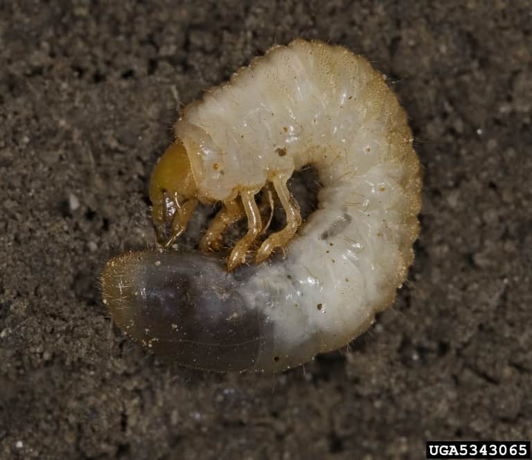 European Chafer Beetle Grub (larvae)