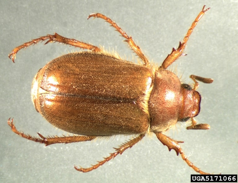 European Chafer Beetle