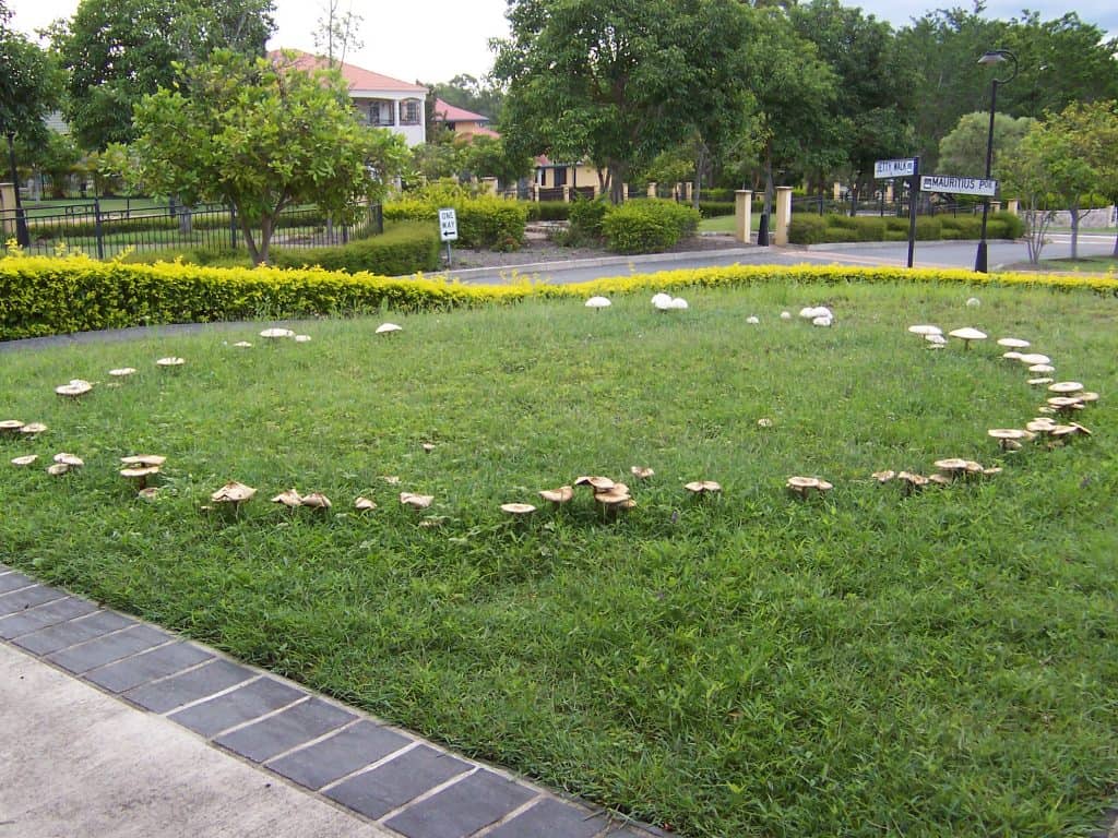 Fairy Ring