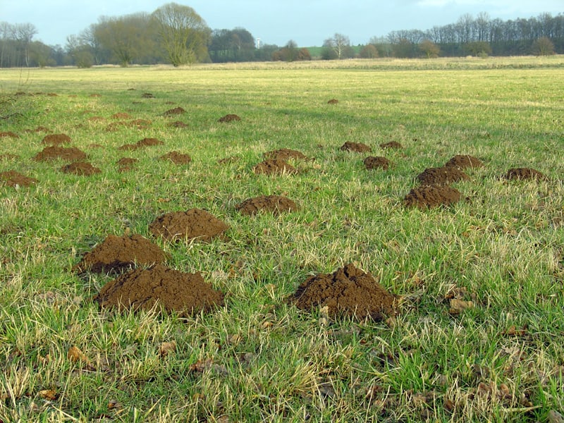 Mole Damage