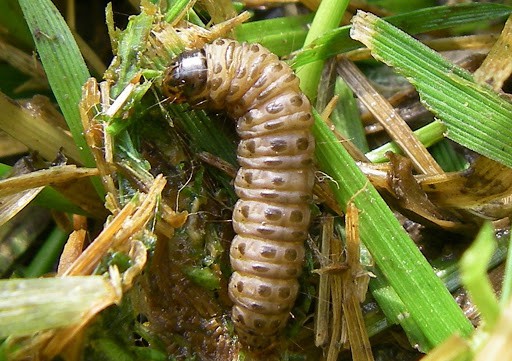 Sod Webworm