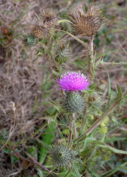 Thistle