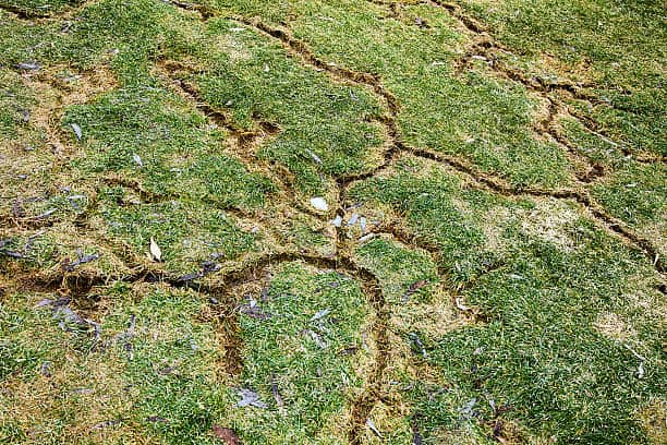 Vole Lawn Damage