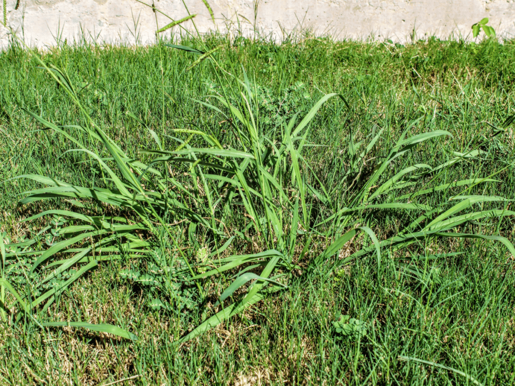 How to Get Rid of Crabgrass Crabgrass Control & Prevention