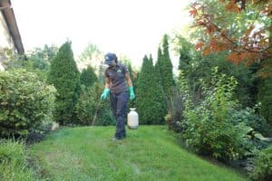 barrie lawn care lawnsavers weed control crabgrass