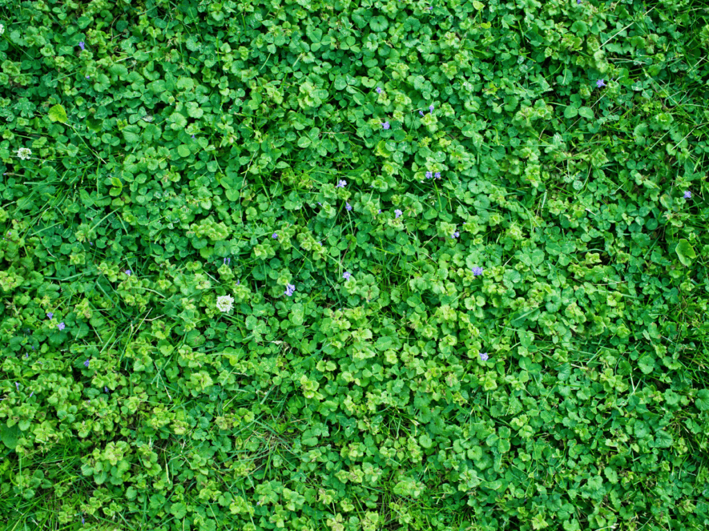 how-to-get-rid-of-creeping-charlie-ground-ivy-control-lawnsavers