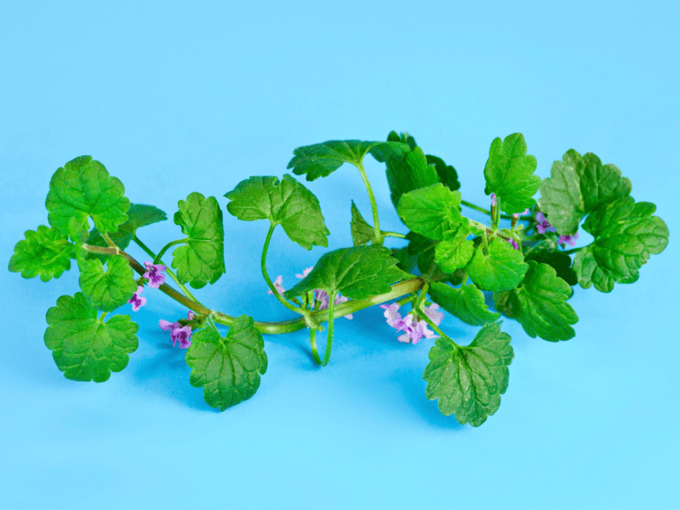 How To Get Rid Of Creeping Charlie Ground Ivy Control LawnSavers