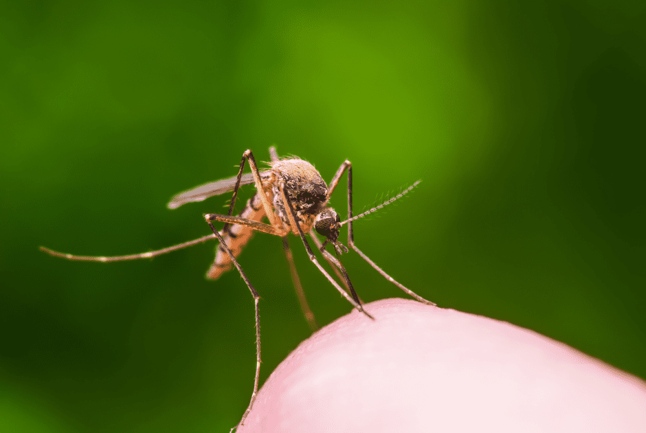 mosquito control treatment lawnsavers
