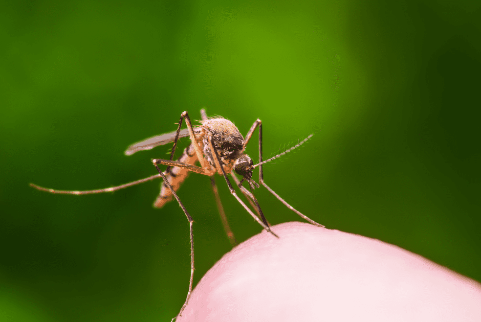 Outside mosquito store control