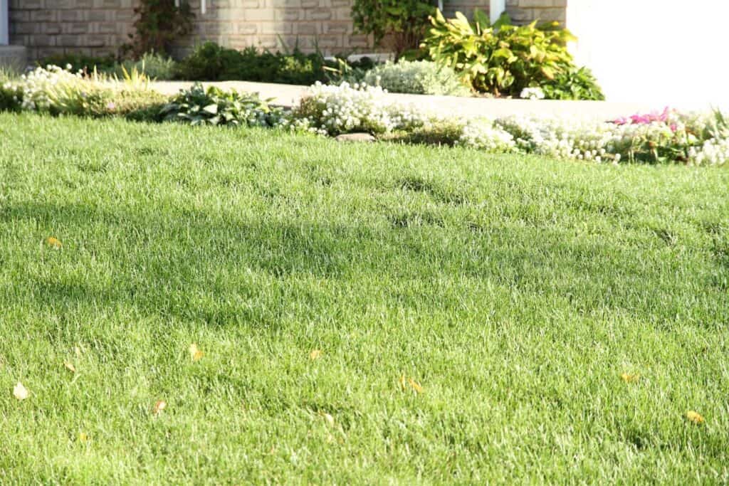 Lawn Top Dressing Service Near You Best Way to Top Dress Lawns in