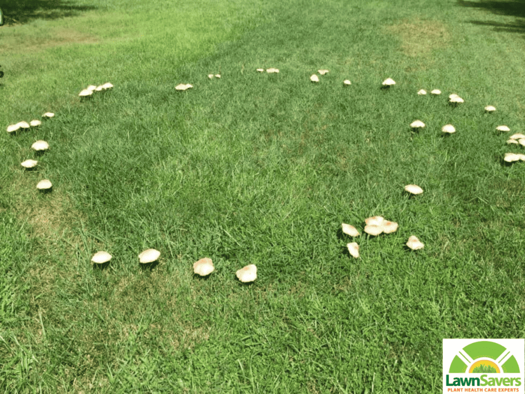 mushrooms in lawn vaughn ontario