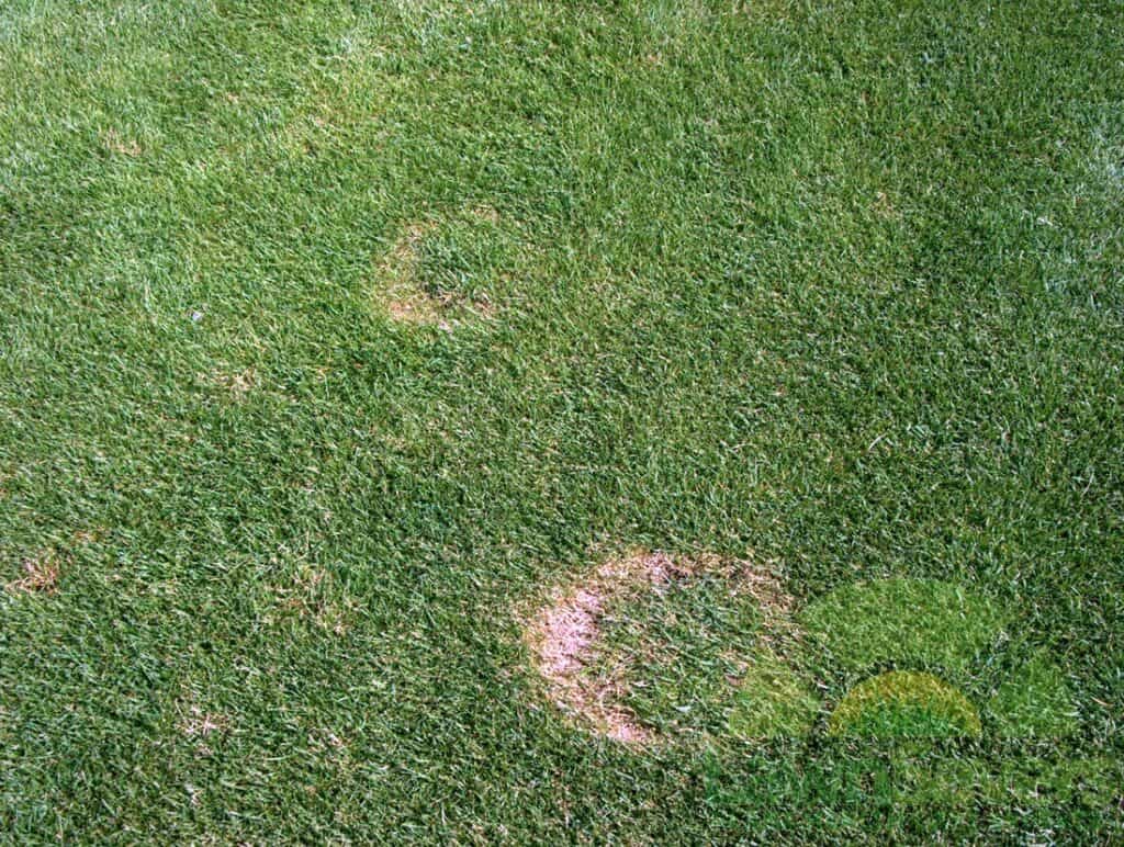 Disease-Necrotic-Ring-Spot-1-levels-web1_tn lawnsavers