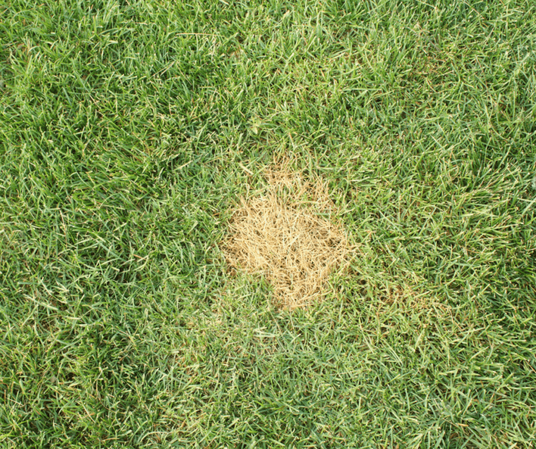 Dead Rings In Your Grass? - Dealing With Brown Circles In Your Lawn ...