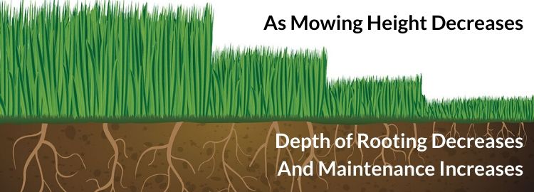 When to cut online new grass