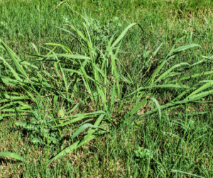 crabgrass management lawnsavers lawn care