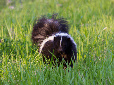 "Help, the Raccoons & Skunks Are Tearing Up My Lawn!" - Lawnsavers