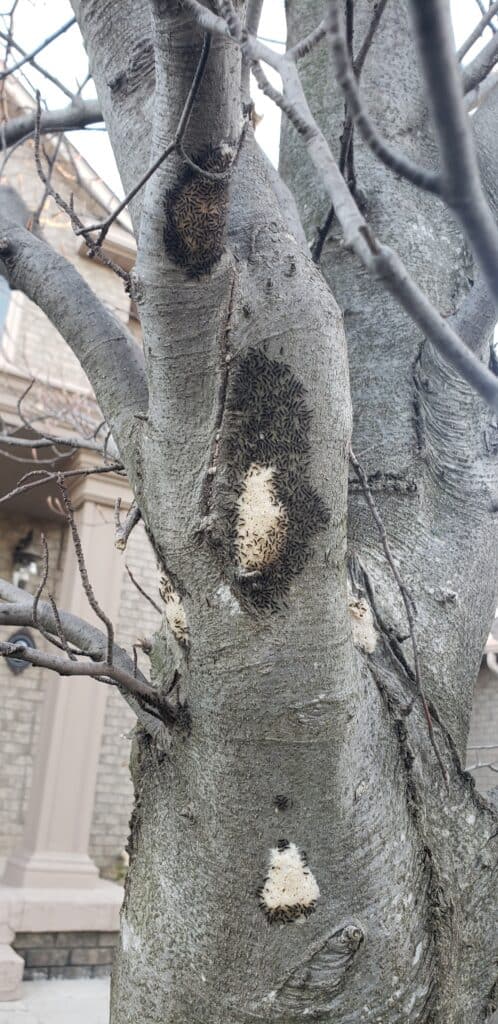 gypsy moth infestation lawnsavers