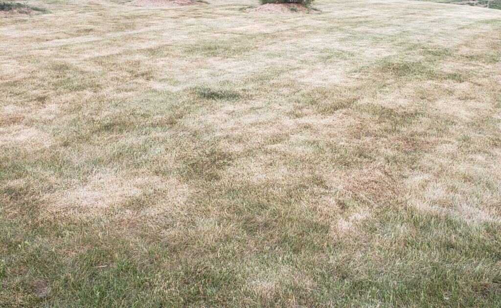 How to Save Your Lawn & Trees From Heat and Drought Stress ~ Get A ...